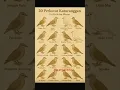 Lagu jenis jenis burung perkutut #perkutut