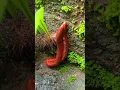 Download Lagu Millipedes look for a cool place