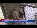Dothan Animal Shelter