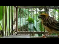 Download Lagu Full suara untuk memikat burung Manyar kembang disawah||burung Manyar auto ngumpul