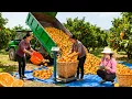 Lagu Harvesting 500+ Kg of Oranges and Selling Ducks to Traders Directly at the Farm | Tieu Hue Daily