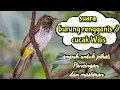 Download Lagu suara burung cucak Wilis / renganis ampuh untuk pikat, pancingan dan Masteran