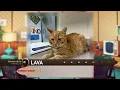 Pet Connect - 25