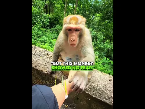 He Carefully Helped Her ❤️🐒