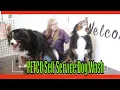 PETCO Self Service Dog Wash PET Supplies Plus dog wash