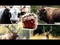 What s the BEST STEAK in the Animal Kingdom