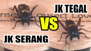 Download JANGKRIK TEGAL VS SERANG II ADU JANGKRIK MP3