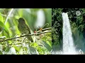 Download Lagu suara  burung cucak rawis jeda air mengalir bisa buat masteran dan terapi burung macet.