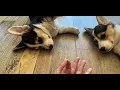 Purina ONE Plus Healthy Puppy Formula Review - Corgi Puppy Dog Taste Test