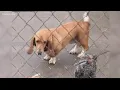 Macon Animal Welfare offering free microchipping