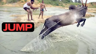 Fantastic Bull Swimming at Muthkur, Don Jallikattu Bull