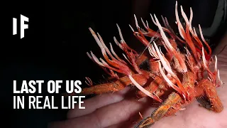 What If You Were Infected by the Cordyceps Fungus?