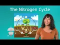 The Nitrogen Cycle - What Is It and How Do Humans Impact It