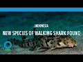 Video di New species of "walking" shark found in Indonesia | Conservation International (CI) - 2013