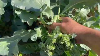 Harvesting broccoli on a warm sunny day