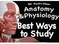 Muscular System Best Ways to Study the Muscular System 09 08