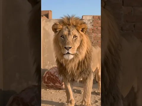 هجوم الاسد عليا شوفو حصل اي😱
