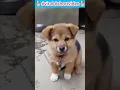 Download Lagu #viral #shortvideo #4kviral #dogbarking #puppy #shorts #short #youtubeshorts