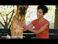 Pet sitting promo ad