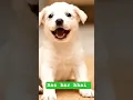 Download Lagu He Farted... Then Bursted Into Laughter! #short#dog #dogeshbhai #funny videos