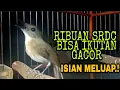 Download Lagu SRDC GACOR DI MALAM HARI.!! SIKAT HABIS SAMPAI PAGI SRDC GACOR FULL ISIAN MELIMPAH, SIKATAN RIMBA