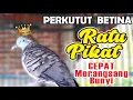 Lagu Perkutut BETINA Lokal Gacor RATU PIKAT