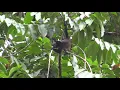 Act of herbivory Mantled Howler monkey Alouatta palliata feeding in the canopy