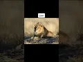 How animals throw up