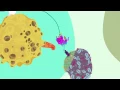 Copy of Hohokum - Tycho Coastal Break Level