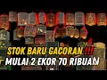 Download Lagu EDAN‼️ STOK BARU MENDARAT LAGI🔥 GACORAN SEMUA‼️ MULAI 2 EKOR CUMA 70 RIBUAN😱