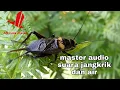 master audio suara jangkrik dan air