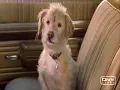 Blink 182 Reckless Abandon music video