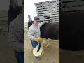 How a Wade TREE should fit on any horse and why