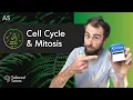 Cell Cycle Mitosis A Level Biology Tutorial OCR