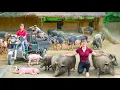 Download Lagu TIMELAPSE -- Selling Herd Massive 900Kg Pigs, Use Truck Transport 1000+ Pigs, Go to Market Sell MP3