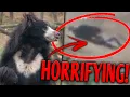 The HARROWING Final Moments of Prabhu Bhatra Sloth Beat ATTACK