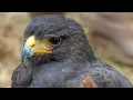 Download Lagu Hawk Sounds | Hawk Sound Effects | Red Tailed Hawk Noises | Hawk Screech | Hawk Calls| No Music