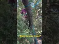 Do you have water pouring out of your tree It could be slime Flux