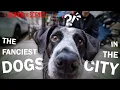 Inside of NYC s Luxury Dog Economy
