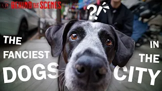 Inside of NYC s Luxury Dog Economy