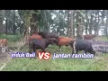 Download Lagu induk sapi Bali vs rambon