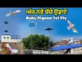 Lagu ਅੱਜ ਨਵੇਂ ਬੱਚੇ ਉਡਾਏ🕊️|| Baby Pigeons First Fly || Vdda Kabutar Marr Gya💔|| #pigeon #kabutar