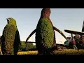 Download Lagu Miracle gardens .. Guinness record breaker.( Episode 3 )