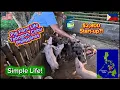 Retired Expat Gives A Tour Of A Pig Farm In The Philippines Simple Province Life