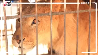 الأسد هيرو عايش فى السيرك سى السيد   مالوش شغل غير الجواز دندنها