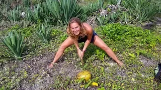 Ep.153 Crocodile tracks