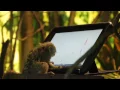A Bronx Zoo Monkey Gets An iPad