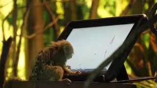 A Bronx Zoo Monkey Gets An iPad