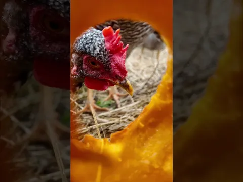 POV: You’re a Pumpkin Getting Eaten by Chickens