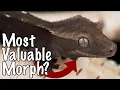 Axanthic Crested Geckos Explained